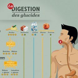 La digestion des glucides 