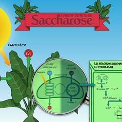 La photosynthèse du saccharose 